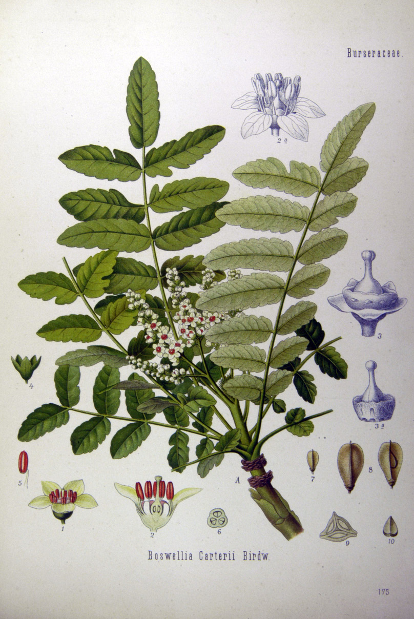 Boswellia carterii Boswellia carterii